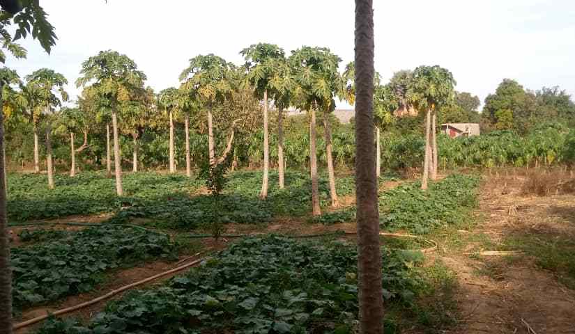 MALI 2023 TERMINATA LA COSTRUZIONE AD INTONACO DI UNA STALLA PER L’ASSOCIAZIONE ” DONNE DI “TONKORO” PRESSO&nbsp;KATI.